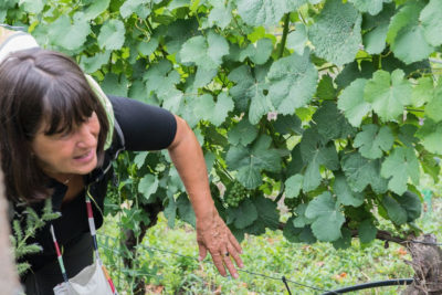 Weinwanderung in der Radebeuler Lößnitz – Steinrücken